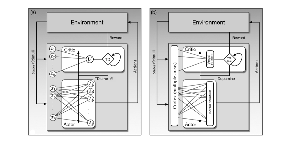 Actor Critic Models in Brain